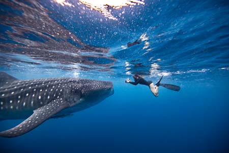 Diving with whale shark