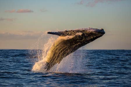 Humpback whale