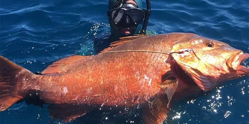 Spearfishing a very large fish
